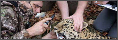 become a wild animal vet